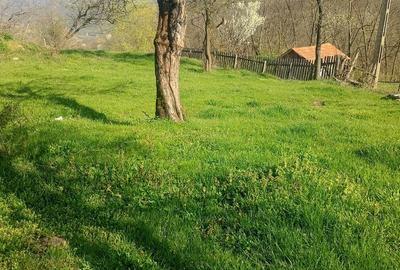 Teren de 8000 mp, în Meteș - 16
