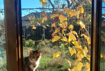 Casa de vanzare cu teren mare in satul Bolovani, 45km Bucure?ti - 1