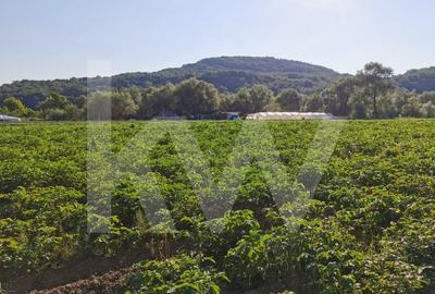 Teren extravilan arabil, 7500mp, Mohu-Bungard - 2