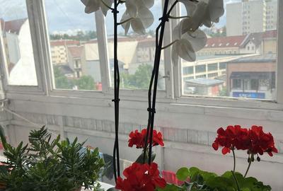 Apartament cu 3 camere decomandat în Jigodin-Băi - 8