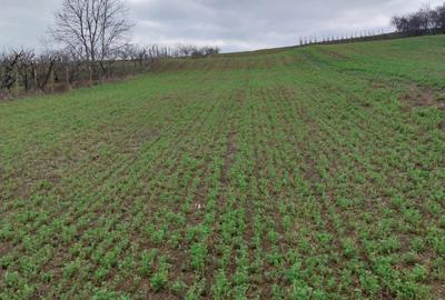 Teren de 2900 mp, în Ațintiș - 1