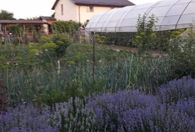 Casă cu 5 camere cu Teren 2300 Mp în Bila - 5