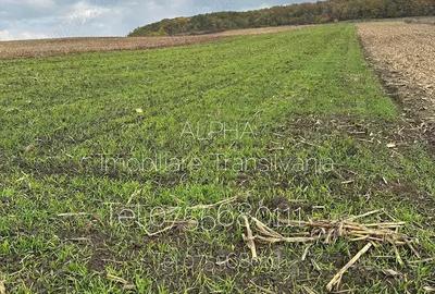 Teren intravilan 1,2 ha pentru activitati industriale,pret 800 euro ar - 1