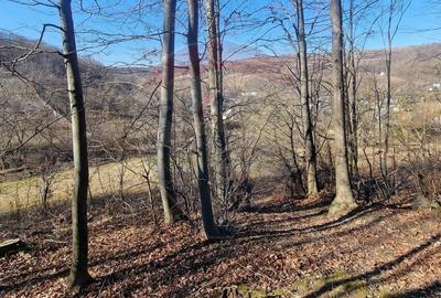 Teren Construcții intravilan de 4985 mp, în Sascut - 13