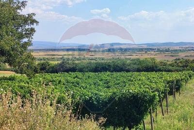 Teren de 12818 mp, în Sântimreu - 1