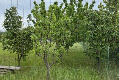 TEREN PENTRU CONSTRUCTIA CASEI, MIROSLAVA, VALEA URSULUI - 2