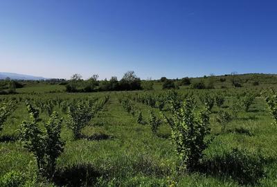 Teren de 126200 mp, în Șoimușeni - 8