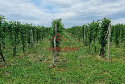 Teren extravilan in Baicoi 10.000mp plantatie mure --80.000e - 8