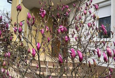 Casă cu 9 camere decomandat cu Teren 3000 Mp în Vladimirescu - 2