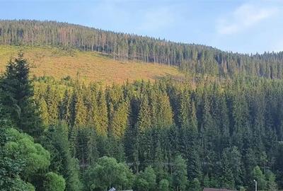 Teren extravilan la Poiana Horea - Belis - 16.000 mp
