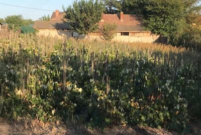 Casă cu 5 camere în Șimnicu de Sus - 4