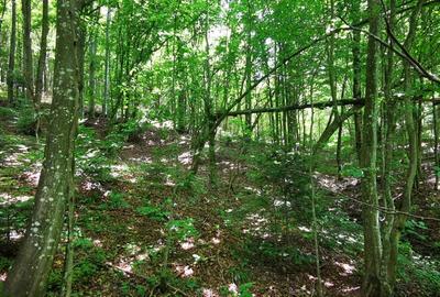 Teren de 900 mp, în Văliug - 12