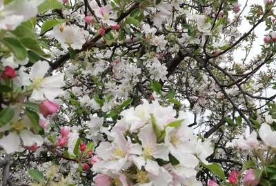 Vand teren intravilan , cultura de vie si casa batraneasca - 2