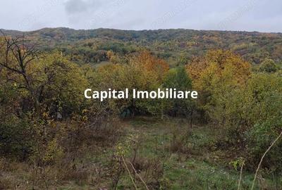 Casa Veche, Central Drajna de Jos 5000 mp - 2