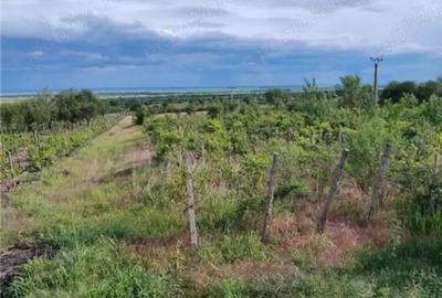 Teren de 6600 mp, în Pietroasele - 3