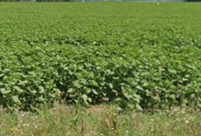 Teren de 55000 mp, în Căteasca - 5