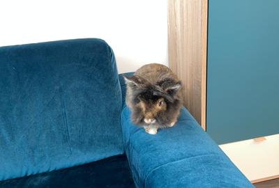 Apartament cu 2 camere semidecomandat, mobilat în Politehnica - 16