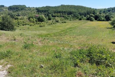 Teren Construcții intravilan de 7000 mp, în Seculești - 13