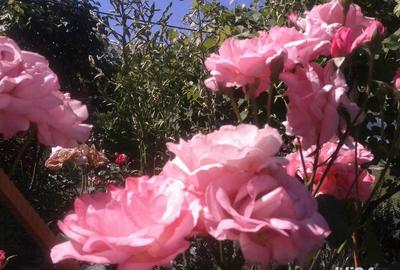 Casă cu 11 camere cu Teren 2200 Mp în Crișan - 6