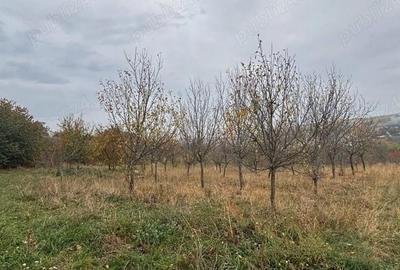 Teren de 4500 mp, în Comșești - 4