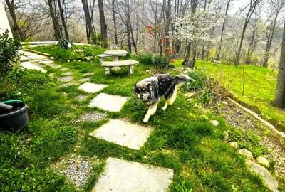 Proprietate Breaza de vis , zona de vis , prezentarea agentului , de vis Proprietate Breaza de vis , zona de vis , prezentarea agentului , de vis - 4