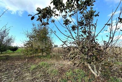 Teren de 2902 mp, în Dămienești - 15