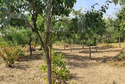 DE VANZARE Casa cu gradina mare in Lugoj - 6