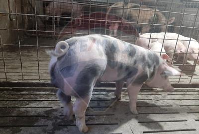 Afacere la cheie in cresterea porcinelor - Rona de Jos - 2