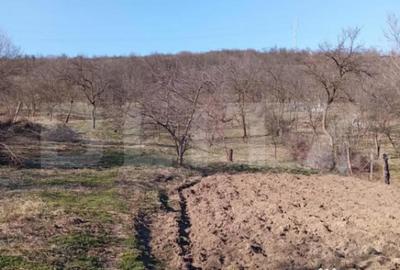 Casă cu 4 camere cu Teren 3000 Mp în Central - 2