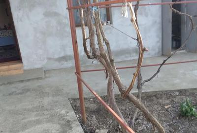 Casă cu 4 camere cu Teren 2500 Mp în Cocora - 2