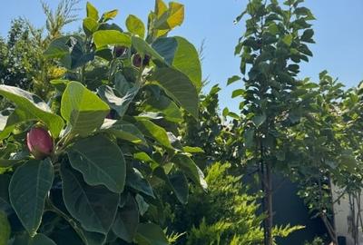 Casă individuală cu 5 camere cu Teren 750 Mp în Corbeanca - 12