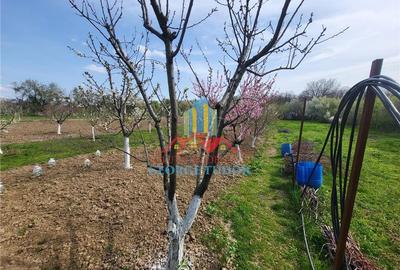 Casă individuală cu 5 camere cu Teren 1387 Mp în Suseni - 10