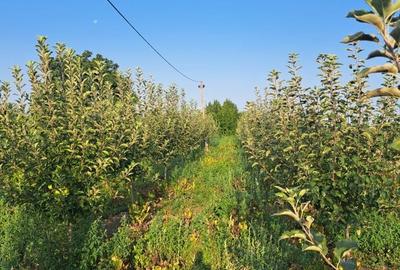 Spațiu comercial, în Liești