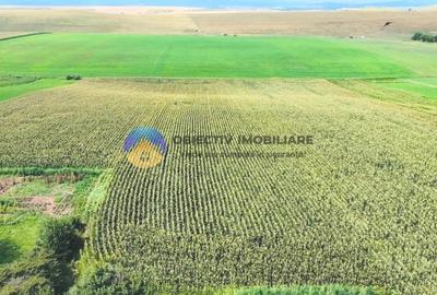 Teren Construcții intravilan de 9126 mp, în Ghigoiești - 4