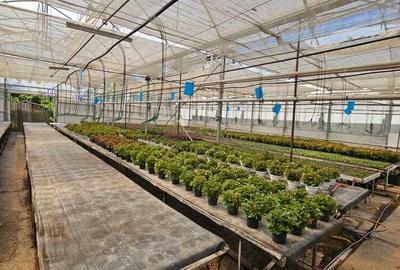 Inchiriez sera, solariu pentru productie flori sau legume - 3