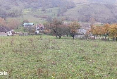 Teren de 7800 mp, în Țaga - 1