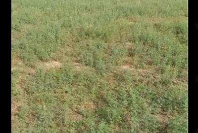 Teren de 3750 mp, în Husasău de Tinca - 3