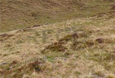 Spațiu comercial, în Cresuia - 6