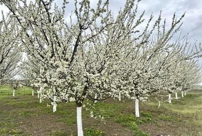 Teren de 2902 mp, în Dămienești - 4