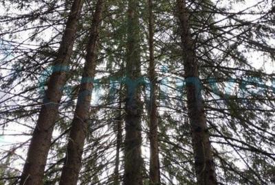 Teren de 2220 mp, în Arieșeni - 5