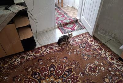 Casa de vanzare in satul Olteni, Judetul Prahova Casa de vanzare in satul Olteni, Judetul Prahova - 6