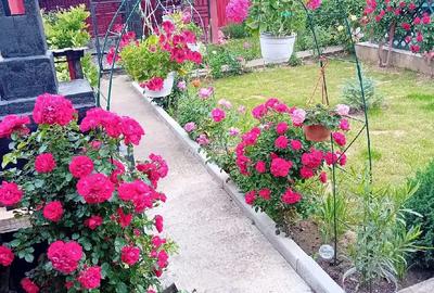 Casă cu Teren 1200 Mp în Central - 4