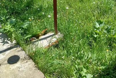 Casă cu 2 camere cu Teren 1600 Mp în Central - 3