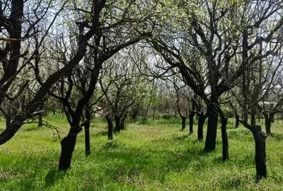 Teren de 6022 mp, în Ogrezeni - 5