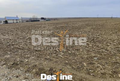 Teren Construcții intravilan de 8100 mp, în Dumești - 1