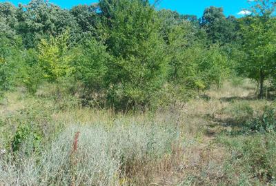 Vanzare teren intravilan Peris - 5
