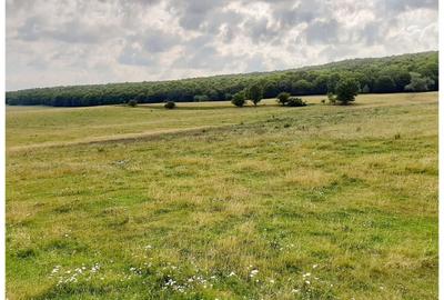 Teren Sercaia  250 ha - 12