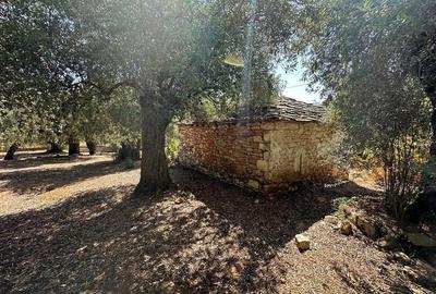 Teren intravilan pe insula Thassos, aproape de plaja salbatica - 18