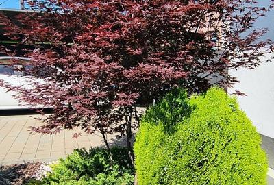 Casă cu 5 camere cu Teren 333 Mp în Central - 8