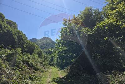 Teren de 4000 mp, în Păscoaia - 19